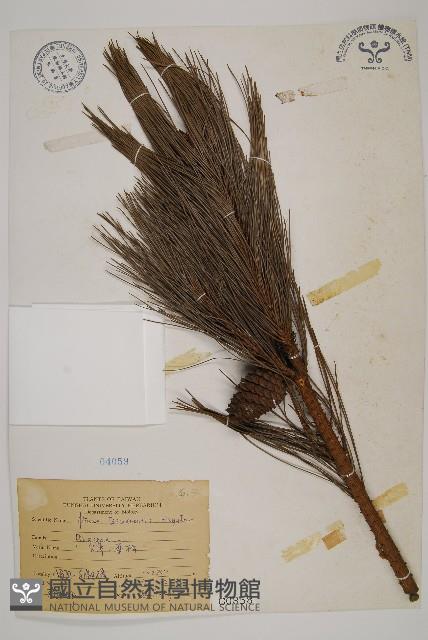 臺灣二葉松藏品圖，第1張