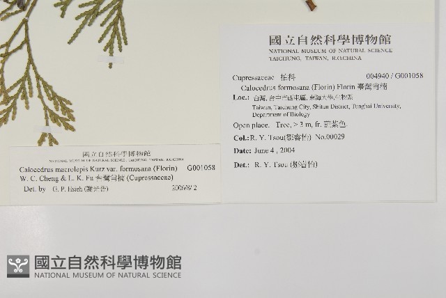 台灣肖楠藏品圖，第2張