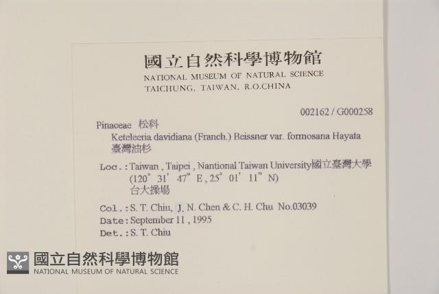 臺灣油杉藏品圖，第2張