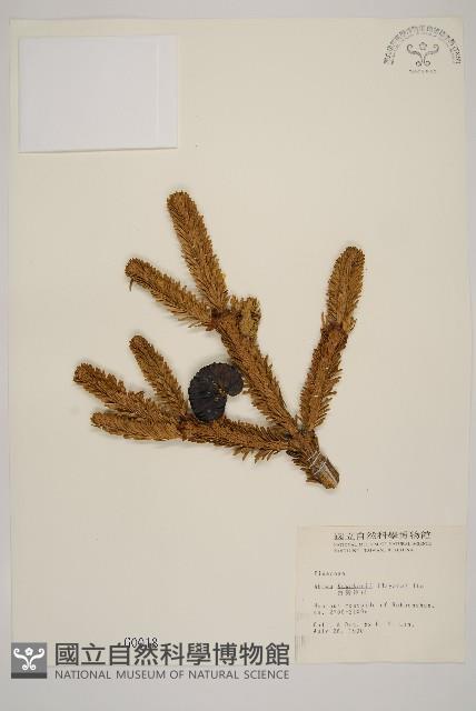 臺灣冷杉藏品圖，第1張