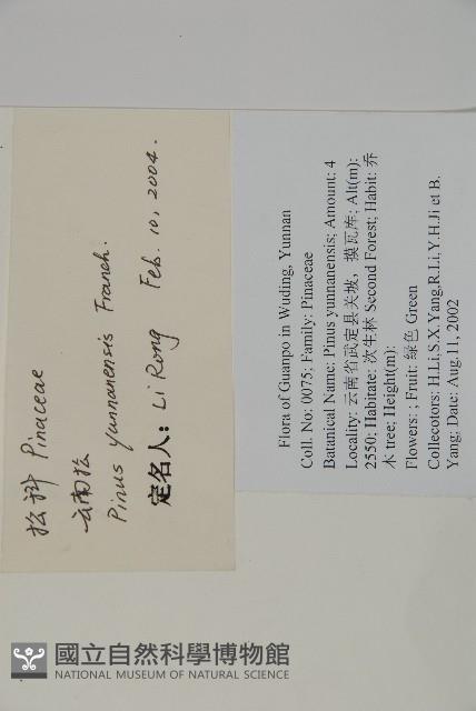 雲南松藏品圖，第2張