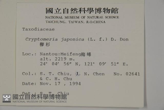 柳杉藏品圖，第2張