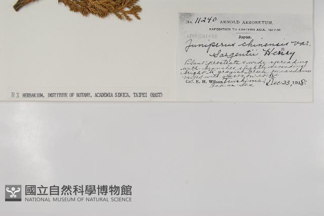 偃柏藏品圖，第2張