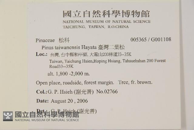 臺灣二葉松藏品圖，第2張