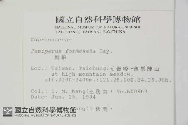 刺柏藏品圖，第2張