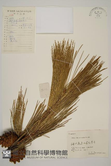 臺灣二葉松藏品圖，第1張