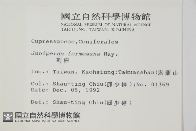 刺柏藏品圖，第2張