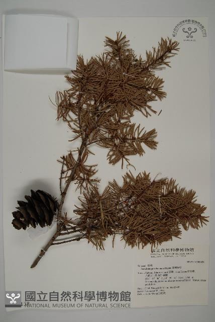 臺灣黃杉藏品圖，第1張