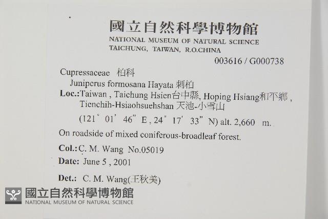 刺柏藏品圖，第2張