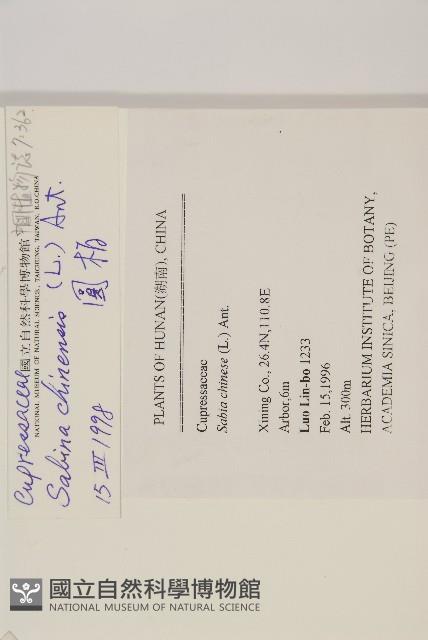 檜柏藏品圖，第2張