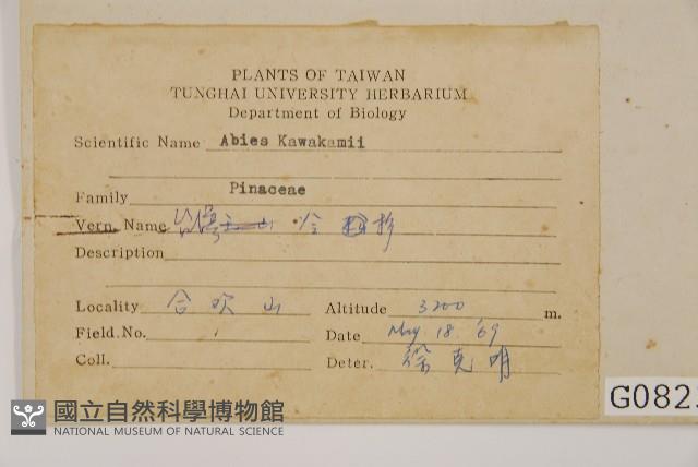 臺灣冷杉藏品圖，第2張