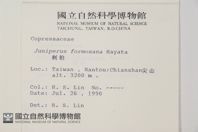 刺柏藏品圖，第2張