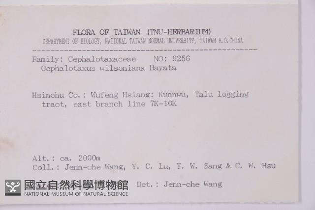 臺灣粗榧、台灣三尖杉藏品圖，第2張