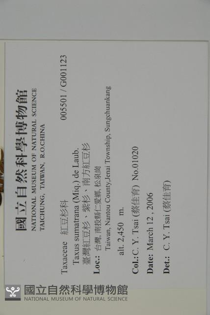 臺灣紅豆杉、紫杉、南方紅豆杉藏品圖，第2張