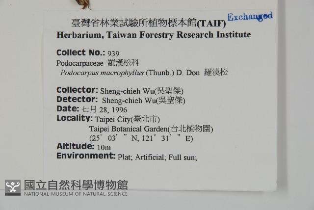 大葉羅漢松藏品圖，第2張