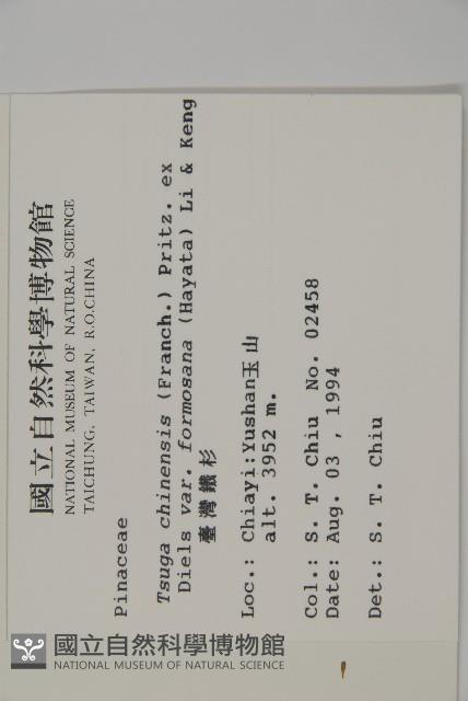 臺灣鐵杉藏品圖，第2張