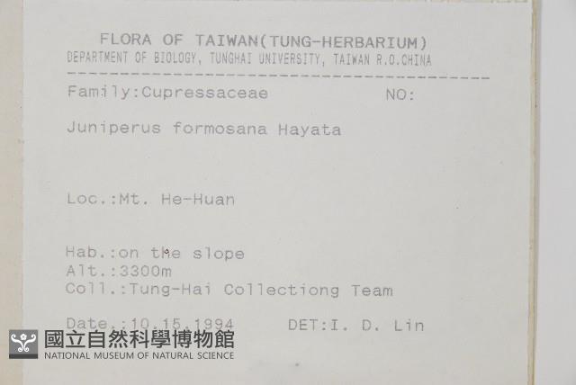 刺柏藏品圖，第2張