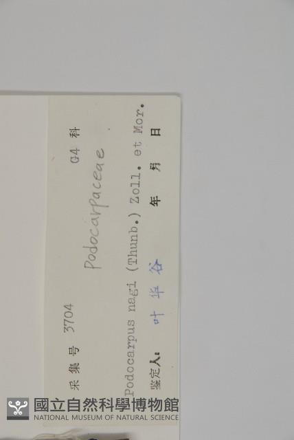 竹柏藏品圖，第2張