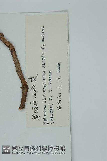 匍枝兩江麻黃藏品圖，第2張