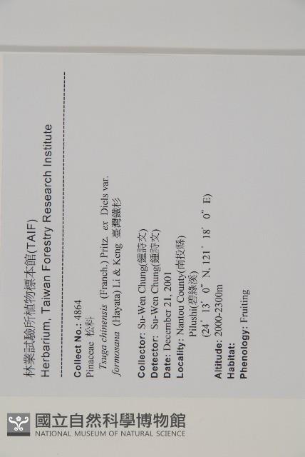 臺灣鐵杉藏品圖，第2張