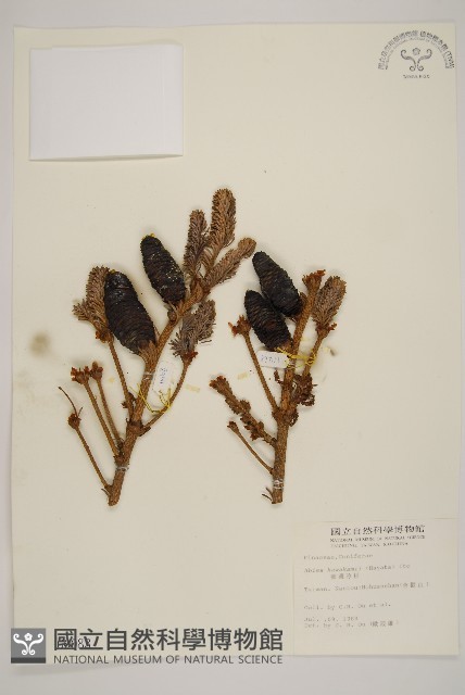 臺灣冷杉藏品圖，第1張