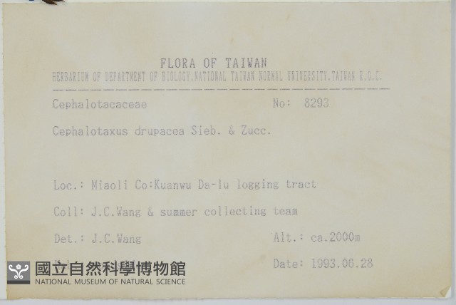 粗榧藏品圖，第2張