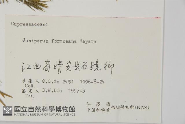 刺柏藏品圖，第2張