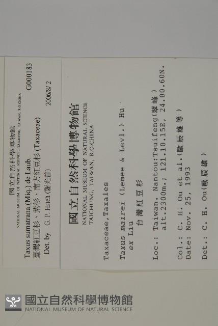 臺灣紅豆杉、紫杉、南方紅豆杉藏品圖，第2張