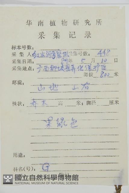 柏木、柏樹藏品圖，第2張