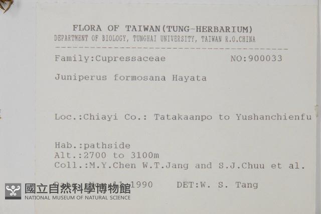 刺柏藏品圖，第2張