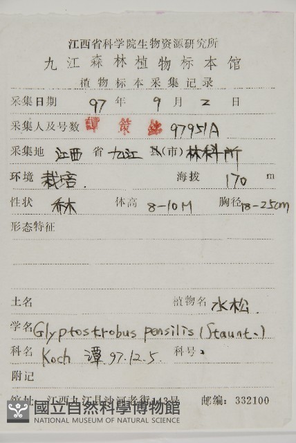 水松、廣東杉藏品圖，第2張