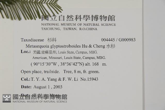 水杉藏品圖，第2張