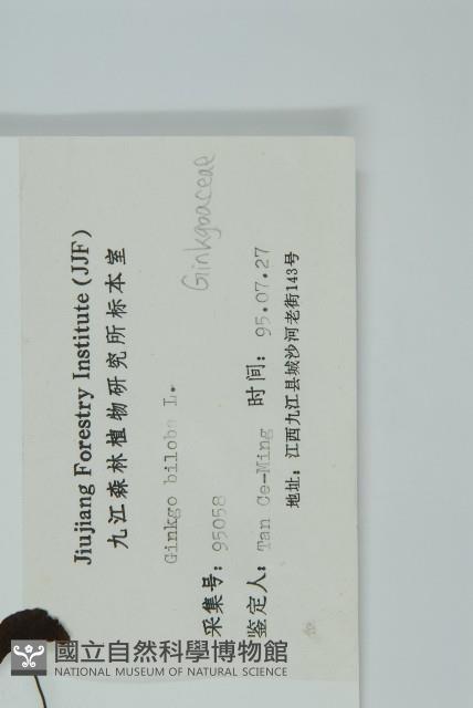 銀杏藏品圖，第2張