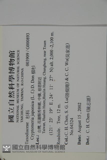 柳杉藏品圖，第2張