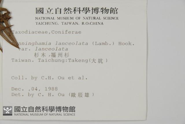 杉木藏品圖，第2張