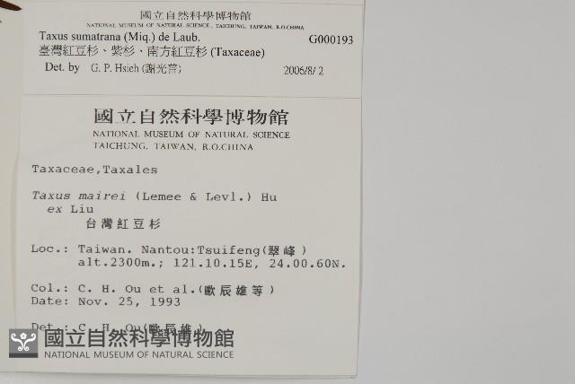 臺灣紅豆杉、紫杉、南方紅豆杉藏品圖，第2張