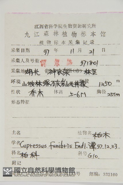 柏木、柏樹藏品圖，第2張