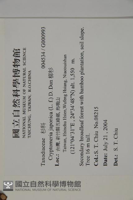 柳杉藏品圖，第2張