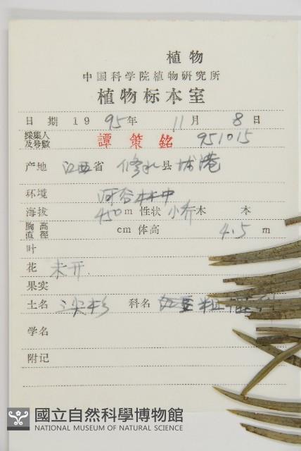 三尖杉藏品圖，第2張