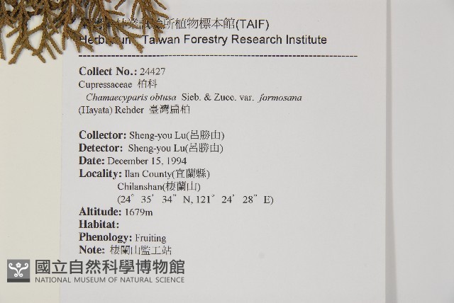 臺灣扁柏藏品圖，第2張
