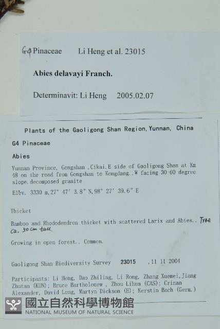 蒼山冷杉藏品圖，第2張