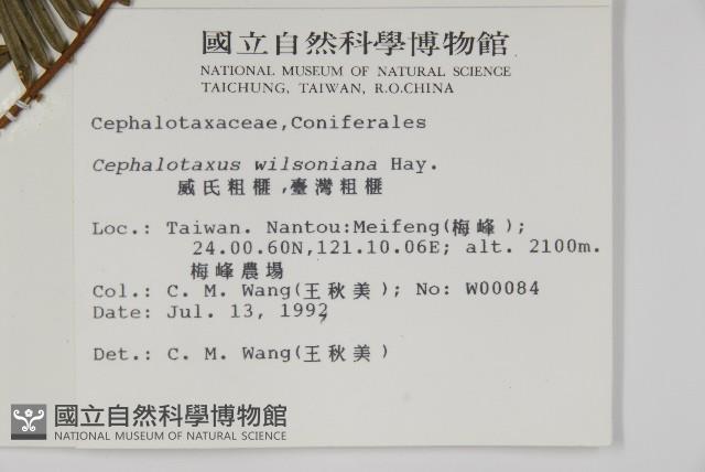 臺灣粗榧、台灣三尖杉藏品圖，第2張