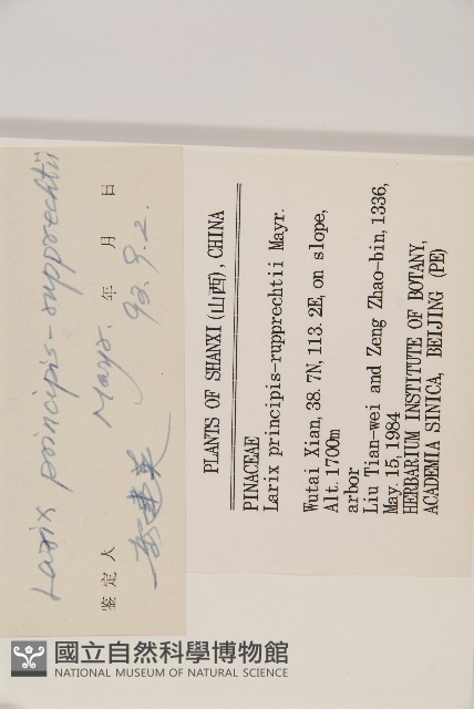 華北落葉松藏品圖，第2張