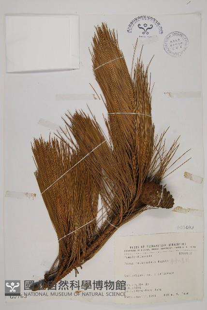 臺灣二葉松藏品圖，第1張