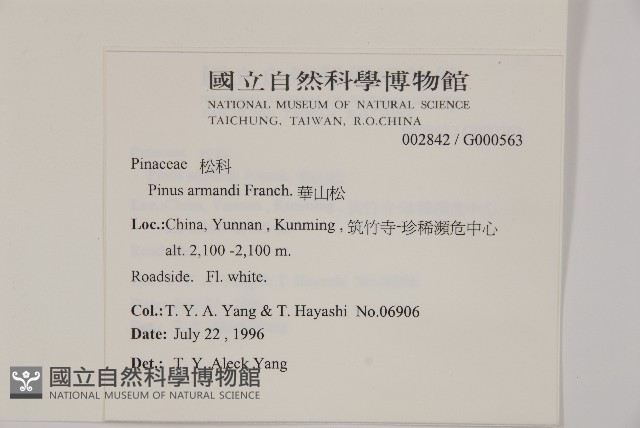 華山松藏品圖，第2張