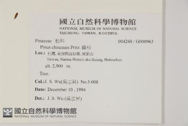 鐵杉藏品圖，第2張