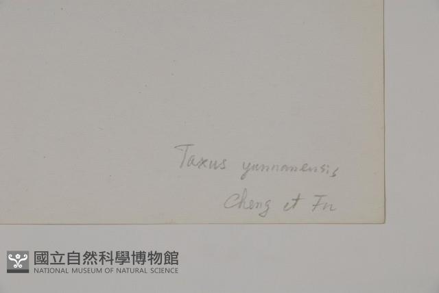 雲南紅豆杉藏品圖，第2張