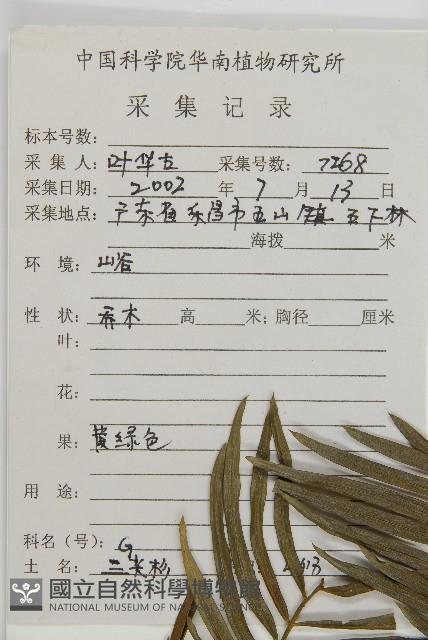 三尖杉藏品圖，第2張