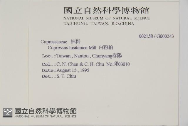 白粉柏藏品圖，第2張