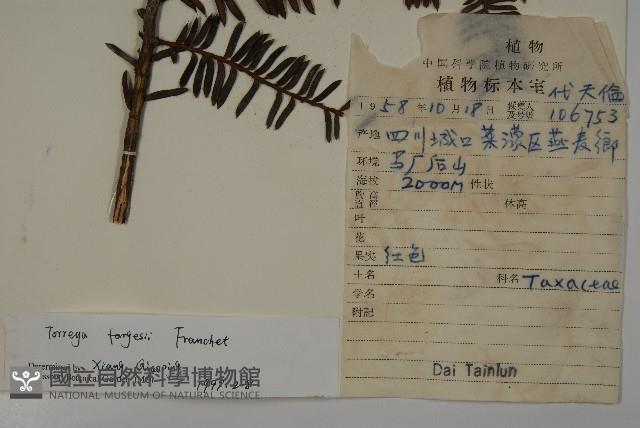 巴山榧樹藏品圖，第2張